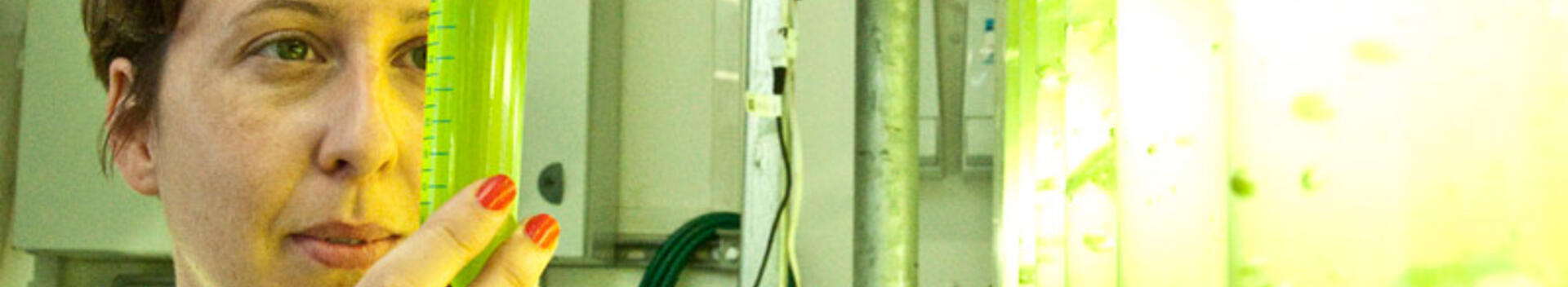 Algae-PT-dt-800x400
