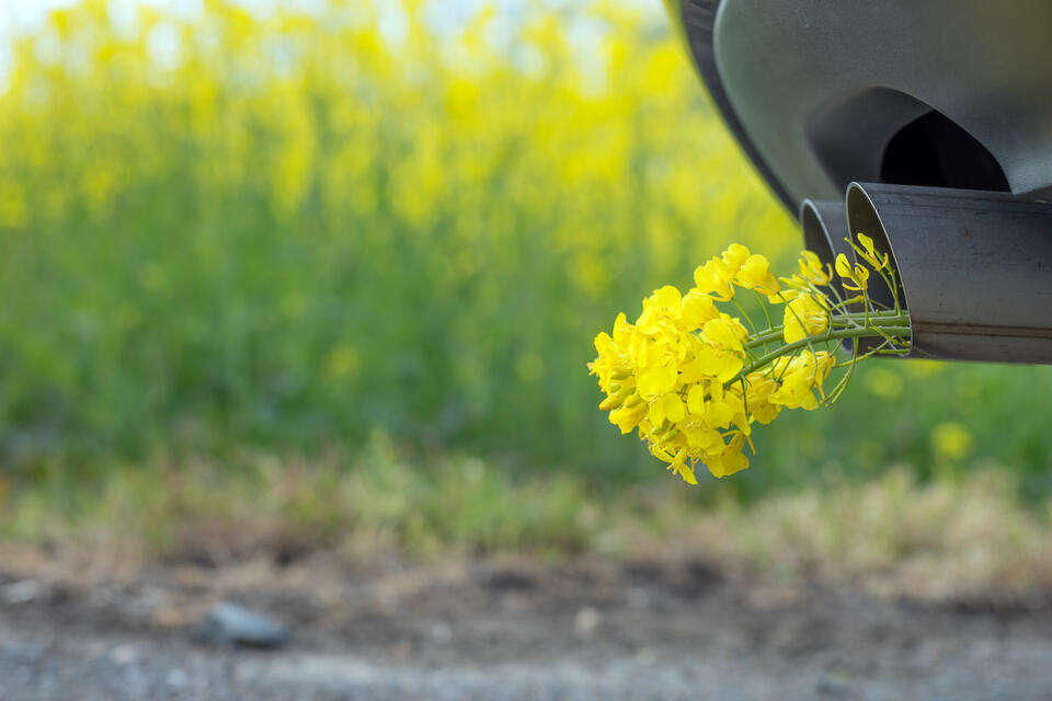 Close up of a vehicle's exhaust pipe with yellow flowers coming out of it, against a backdrop of a field of yellow flowers