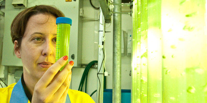 Algae-PT-dt-800x400 Algae-PT-dt-800x400