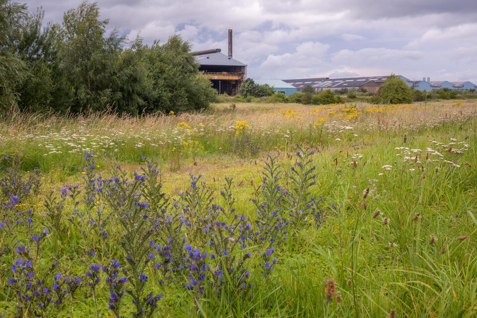 Wild flowers Wild flowers