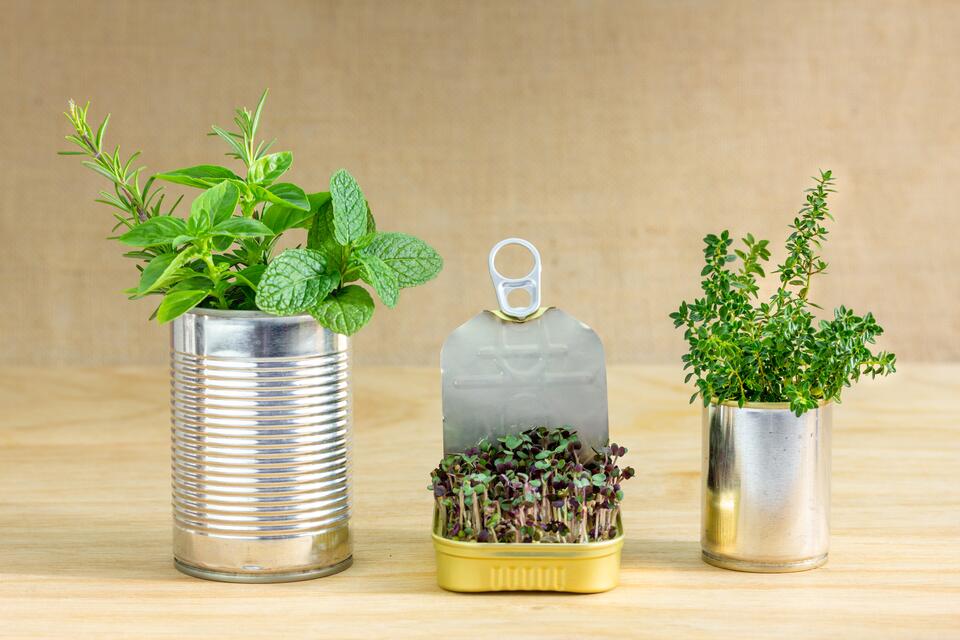 Cans used for growing herbs Cans used for growing herbs