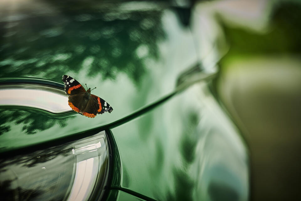 Sustainability green car butterfly Sustainability green car butterfly