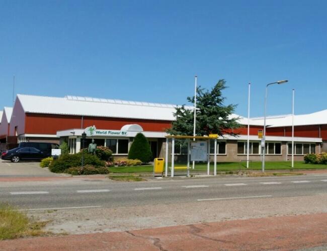 Breezand World Flower 15 main